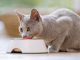 Comment nourrir un chaton non sevré Comment nourrir un chaton non sevré