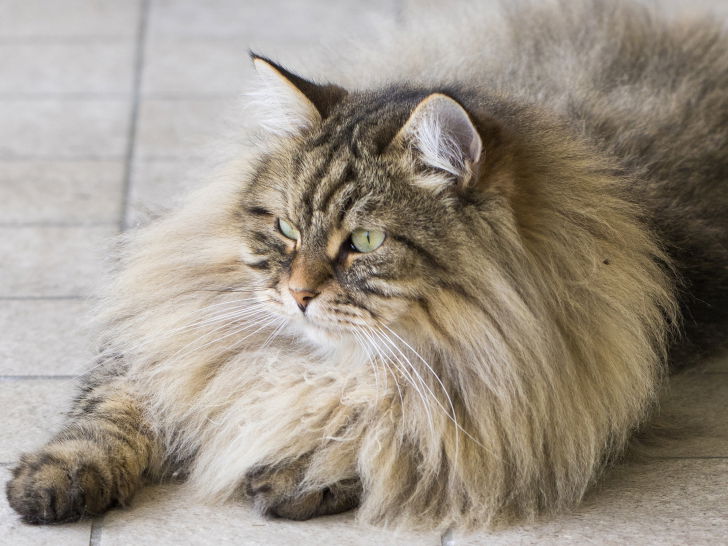 10 races de chats à poil long