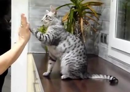 Vidéo Un chat qui « tope là Vidéo Un chat qui « tope là