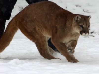 puma felin puma felin