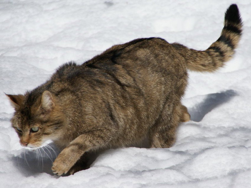 le chat forestier un chat sauvage a la presence discrete 1