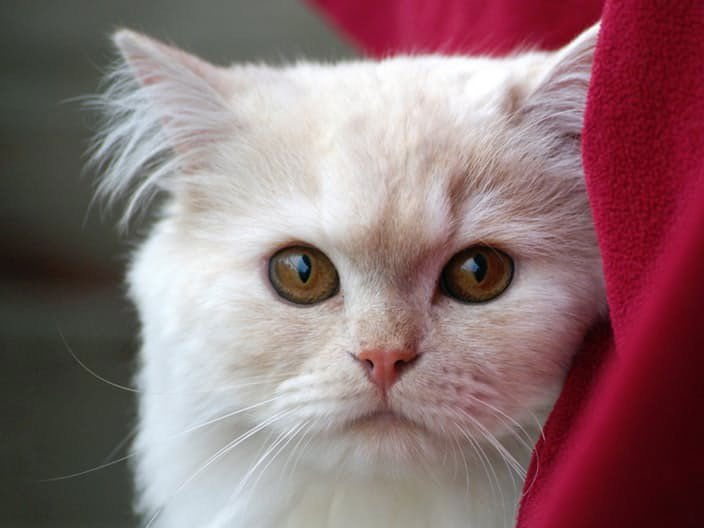 Chat Le Plus Dangereux Du Monde En Suisse, plusieurs chats touchés par un dangereux virus