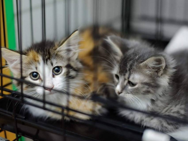 Raisons Pour Adopter Un Chat De Refuge