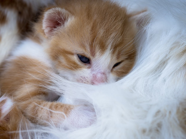 Comment nourrir un chaton non sevré Comment nourrir un chaton non sevré