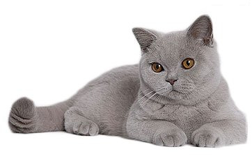 Résultat de recherche d'images pour "chat couleurs lilas"