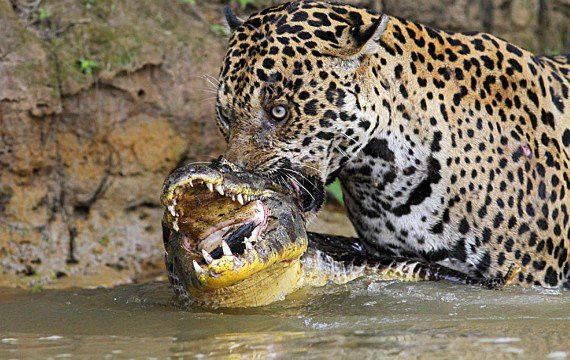 jaguar amazonie regime alimentaire
