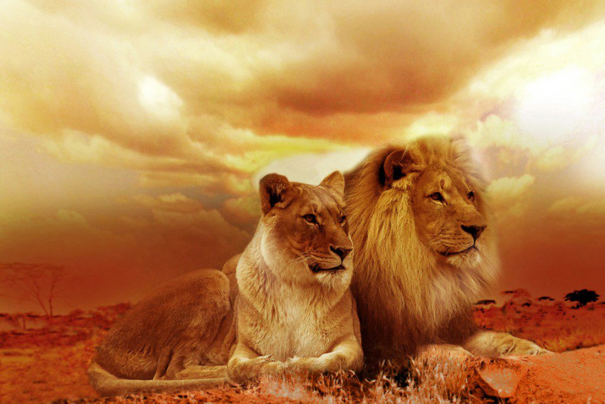 http://upload.chatsdumonde.com/img_global/25-chat/autres-felins/le-lion/_big-1290_650-quel-felin-est-le-lion.jpg