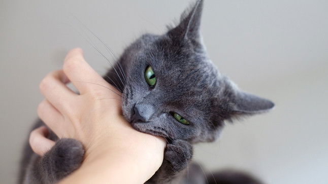 Chat Qui Crache Envers Son Maître Comment gerer l'agressivité de mon chat. A propos du chat, le blog.