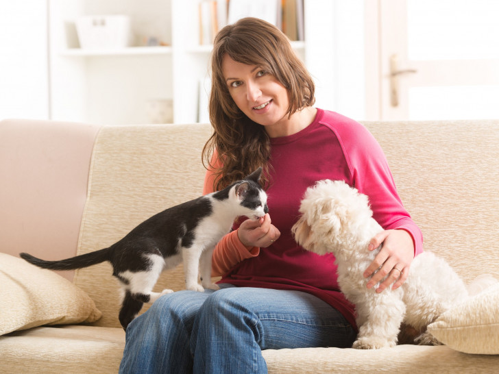 La première rencontre entre un chien et un chat La première rencontre entre un chien et un chat