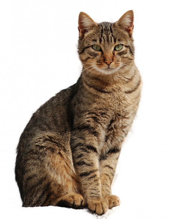 Couleurs et Robes des Chats Les patrons de robe des chats