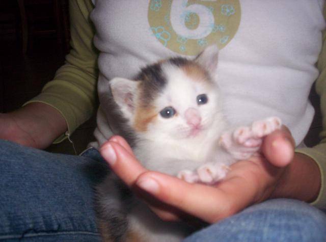 mimi chat mimi chat