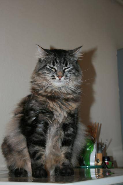 Site de chat nostalgie