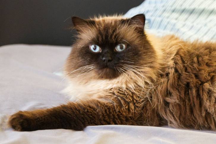 Les Races De Chats Les Plus Paresseuses L Himalayen