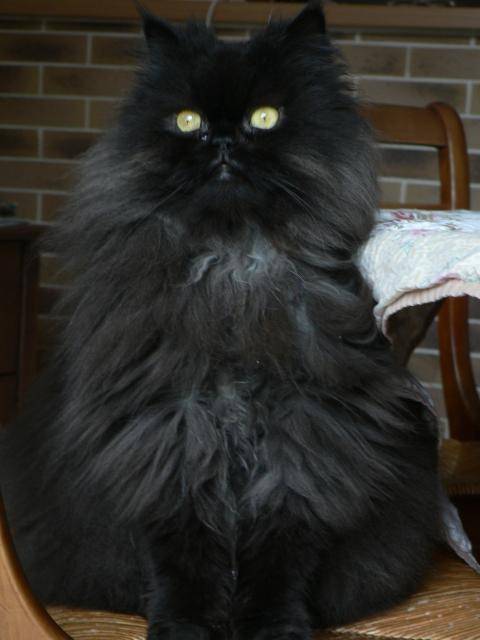 Le jour ou jai adopté un chat