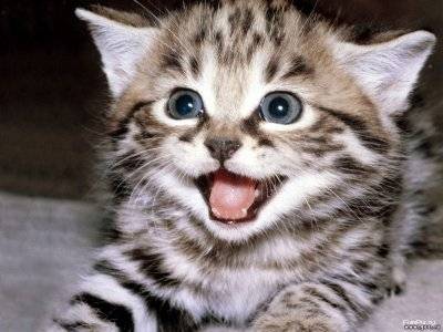 vidéos de animaux drôles chat drôles photo marrant image humour video les 
