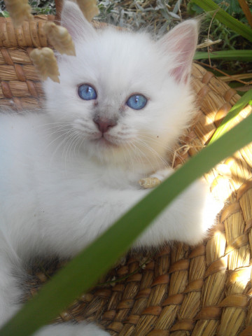 Adorables bébés Sacré de Birmanie à vendre