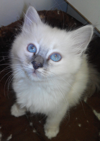 Adorables bébés Sacré de Birmanie à vendre