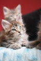 Chatons maine coon loof