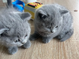 Chaton British Shorthair crème à vendre Petite Annonce chat