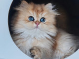 Vera Starlet Cattery