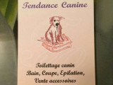 Tendance canine