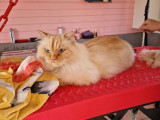 Les Pattes en Eventail