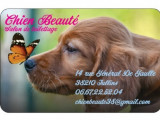 Chien beauté