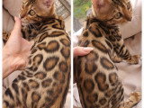 Deluxe Bengal chatons disponible de suite