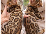 Deluxe Bengal