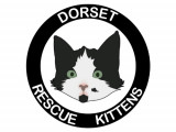 Dorset Rescue Kittens