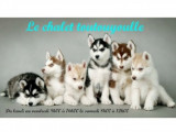 Le chalet Toutouyoulle