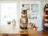 Au Cœur Du Chien et Du Chat