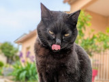 Entre Chiens Et Chats