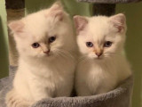 Wondermiao