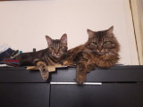 HappyPets