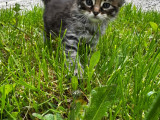 Mountain Cats Paradis