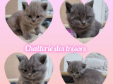 Chatterie des Trésors