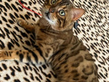 Kyky Cat Bengal