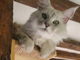 Chatterie de Tahina
