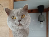 Les Chats des Crus