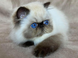 Blue Ocean Eyes