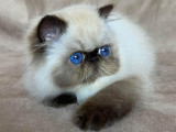 Blue Ocean Eyes