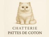 Pattes de coton