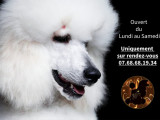 Chien Chic en Harmonie