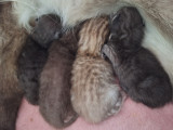 Chatterie de la Maison Targarien