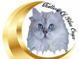 Of Blue Onyx