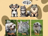 Sky & Co
