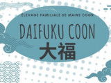 Les Daifuku Coon