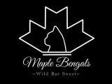 Maple Bengals
