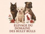 Domaine des Bully Bulls